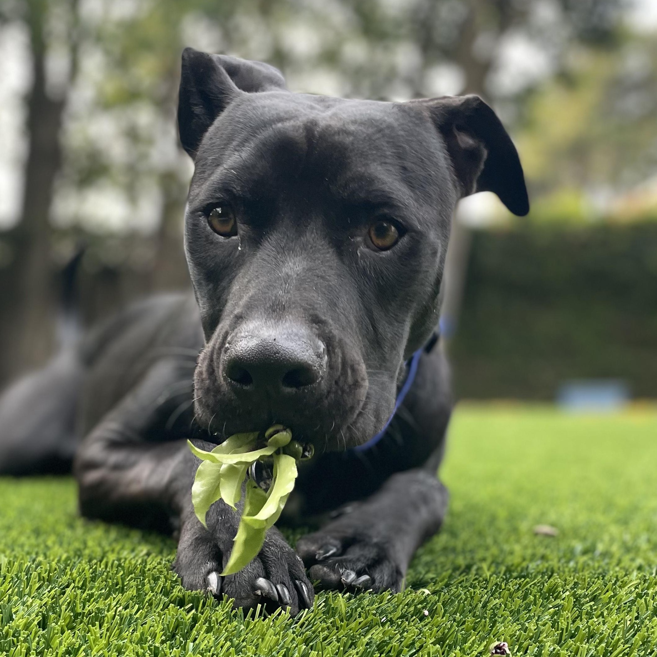 Enlarge Jet, a Adoptable mixed breed in Roseville, CA image 1/6