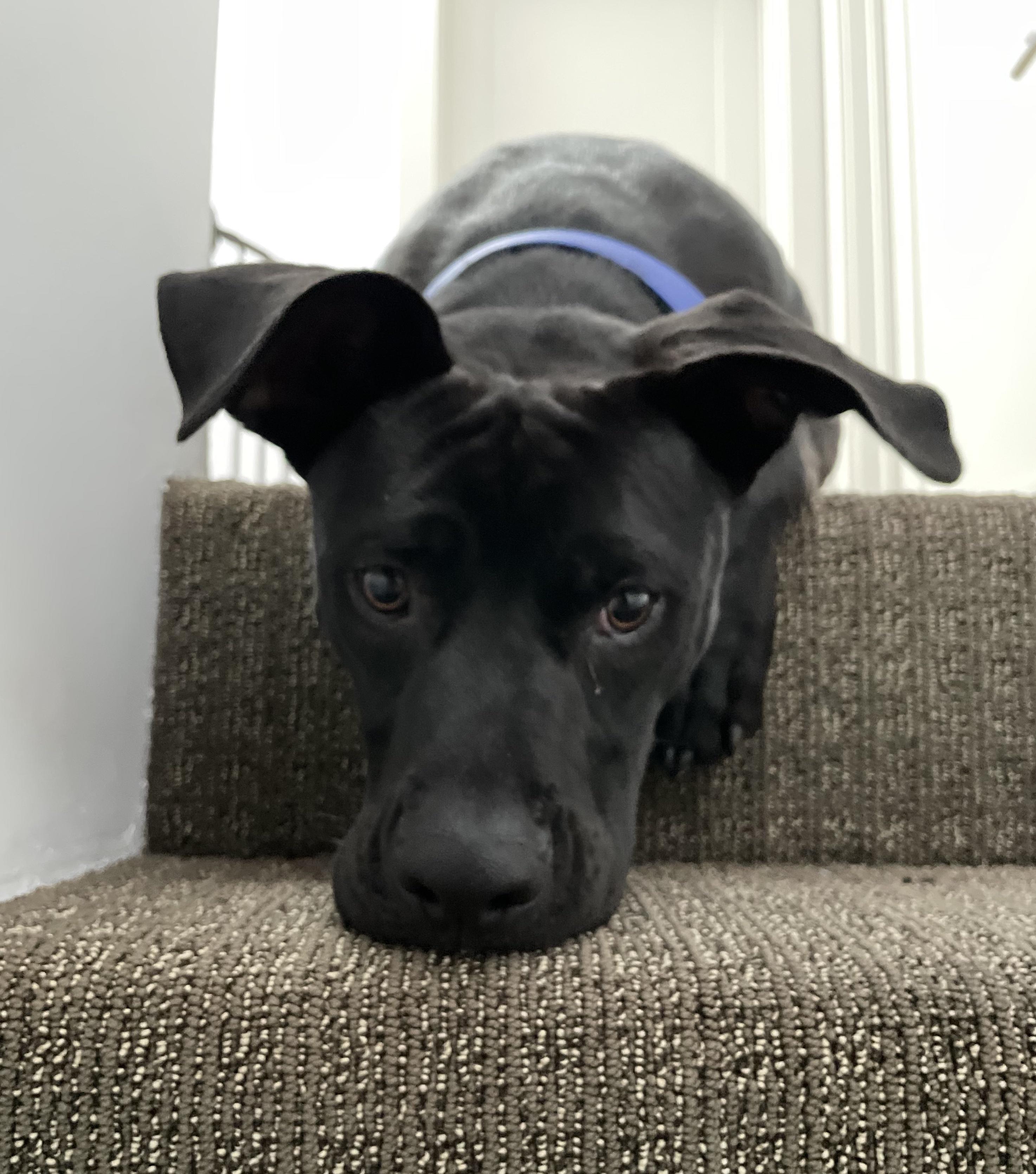 Enlarge Jet, a Adoptable mixed breed in Roseville, CA image 3/6