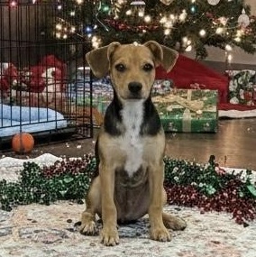 Enlarge Graham - The Super Cuddler, a Adoptable mixed breed in Denver, CO image 2/6