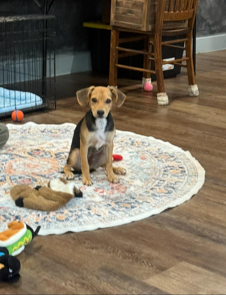 Enlarge Graham - The Super Cuddler, a Adoptable mixed breed in Denver, CO image 3/6