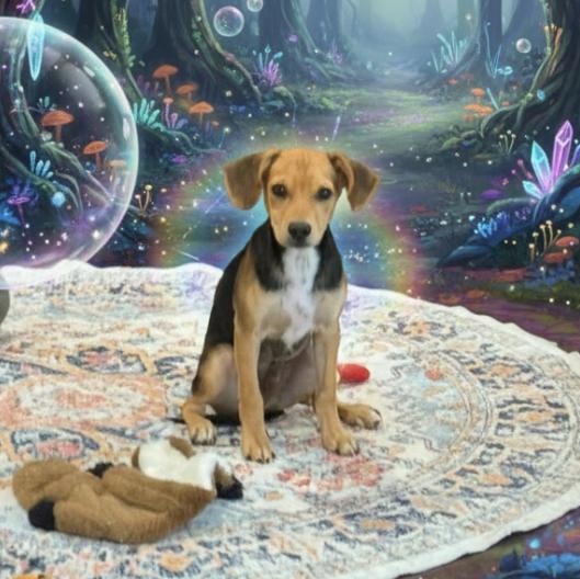 Graham - The Super Cuddler, Adoptable, Puppy Male Hound.