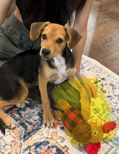 Enlarge Graham - The Super Cuddler, a Adoptable mixed breed in Denver, CO image 5/6