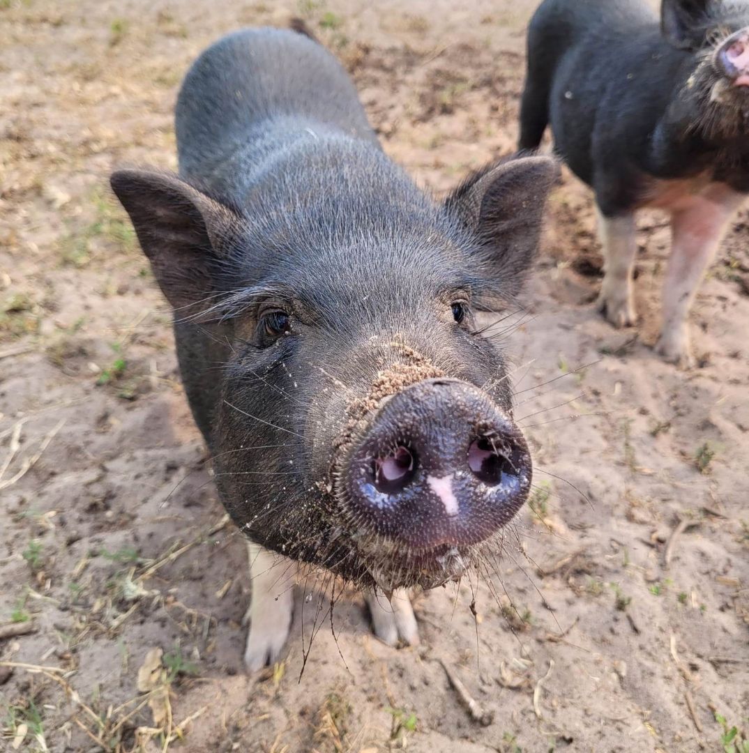 Petunia, a Adoptable mixed breed in Myakka City, FL image 2/4