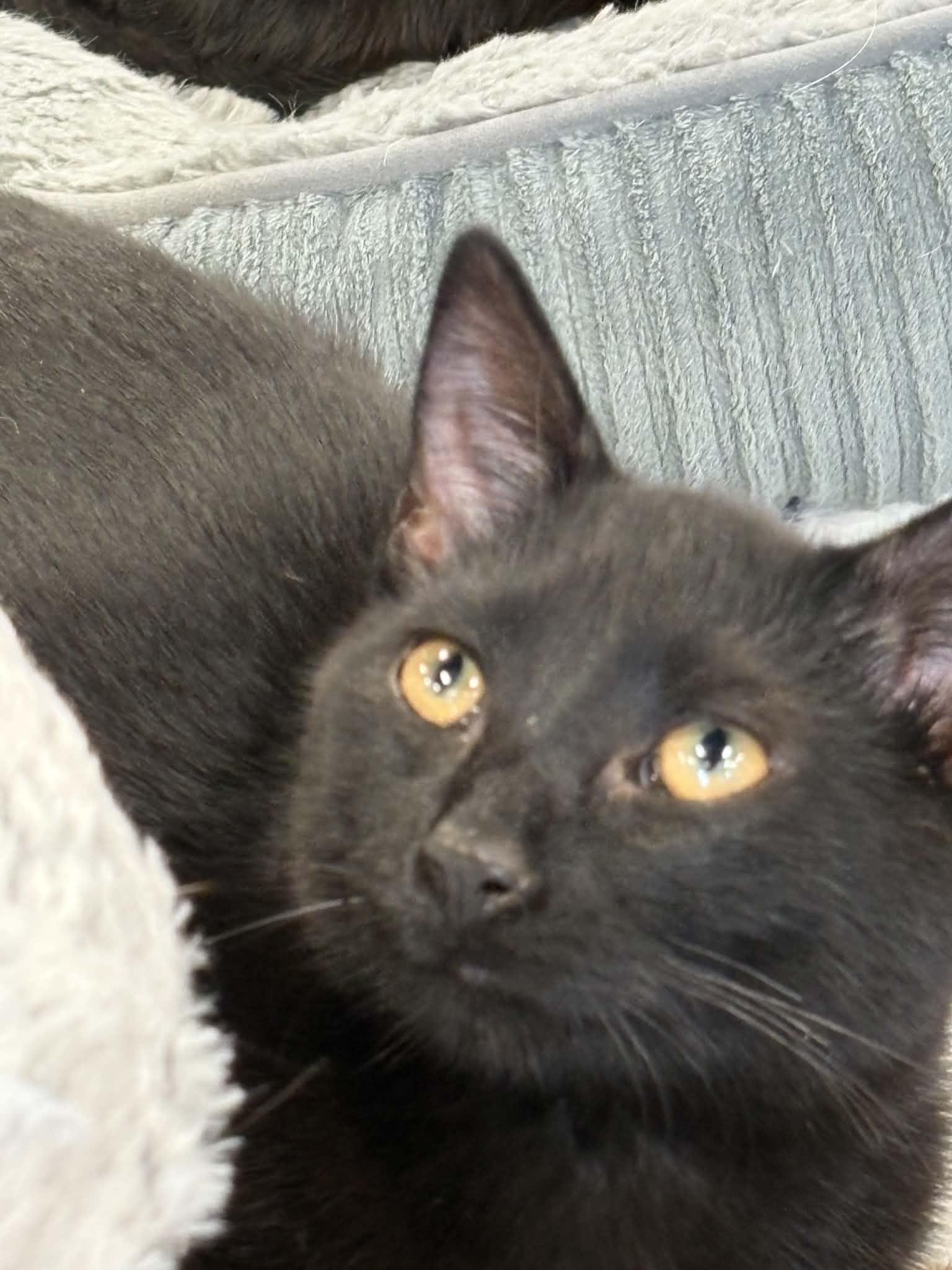 Caribou (Debbie-fostered in TN), a Adoptable mixed breed in Brooklyn, CT image 3/3