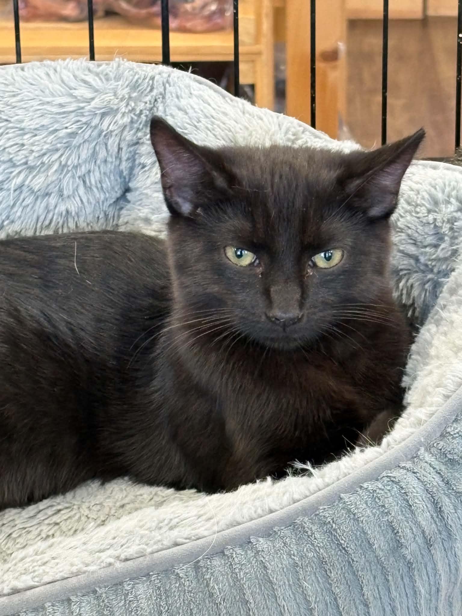 Caribou (Debbie-fostered in TN), a Adoptable mixed breed in Brooklyn, CT image 1/3