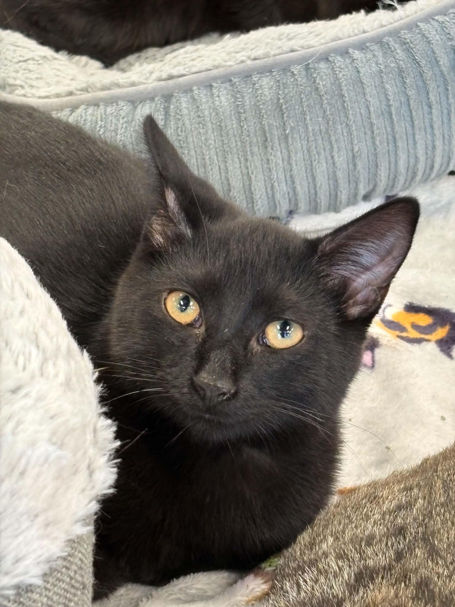 Caribou (Debbie-fostered in TN), a Adoptable mixed breed in Brooklyn, CT image 2/3