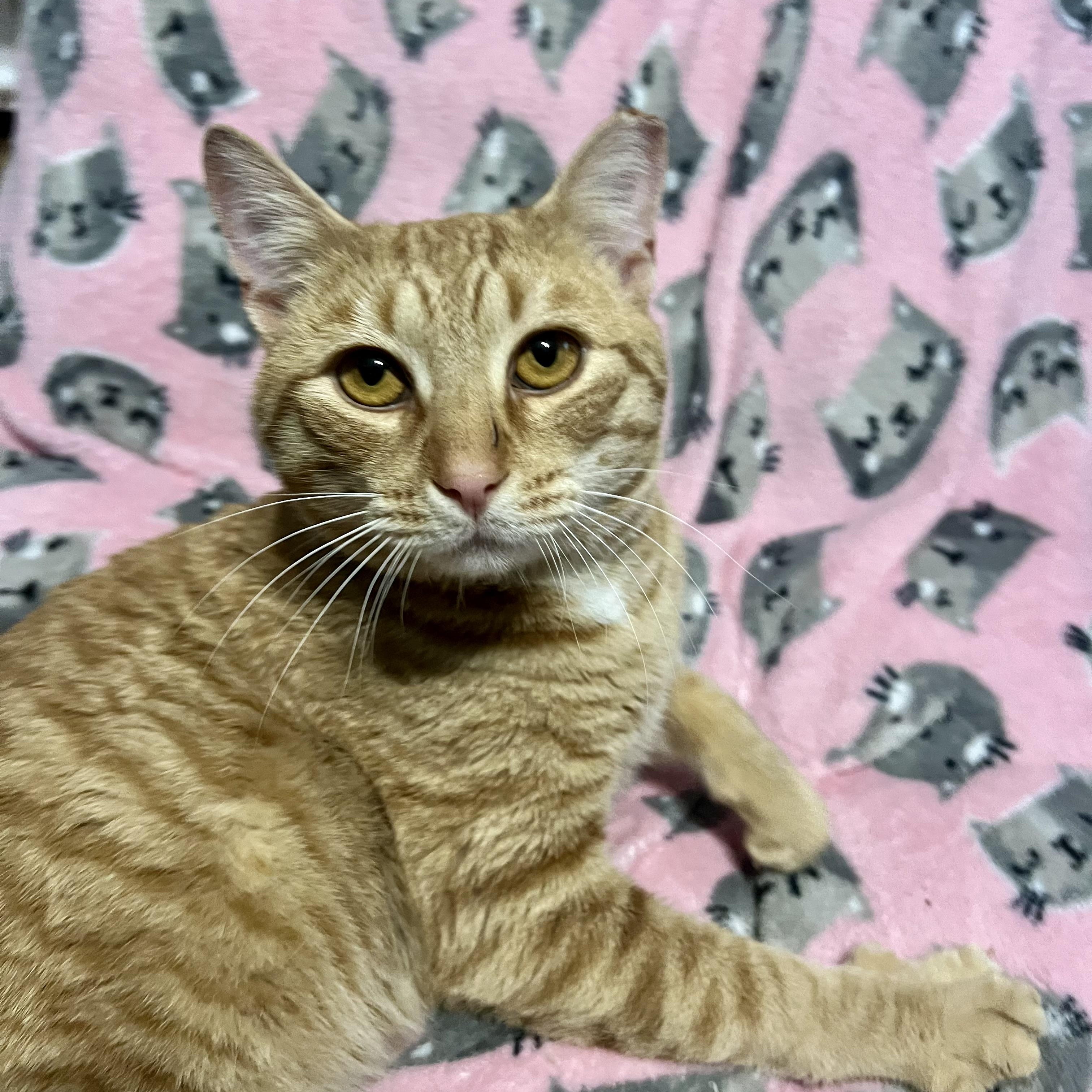 Dillon , a Adoptable Domestic Short Hair in Clifton, NJ image 3/6