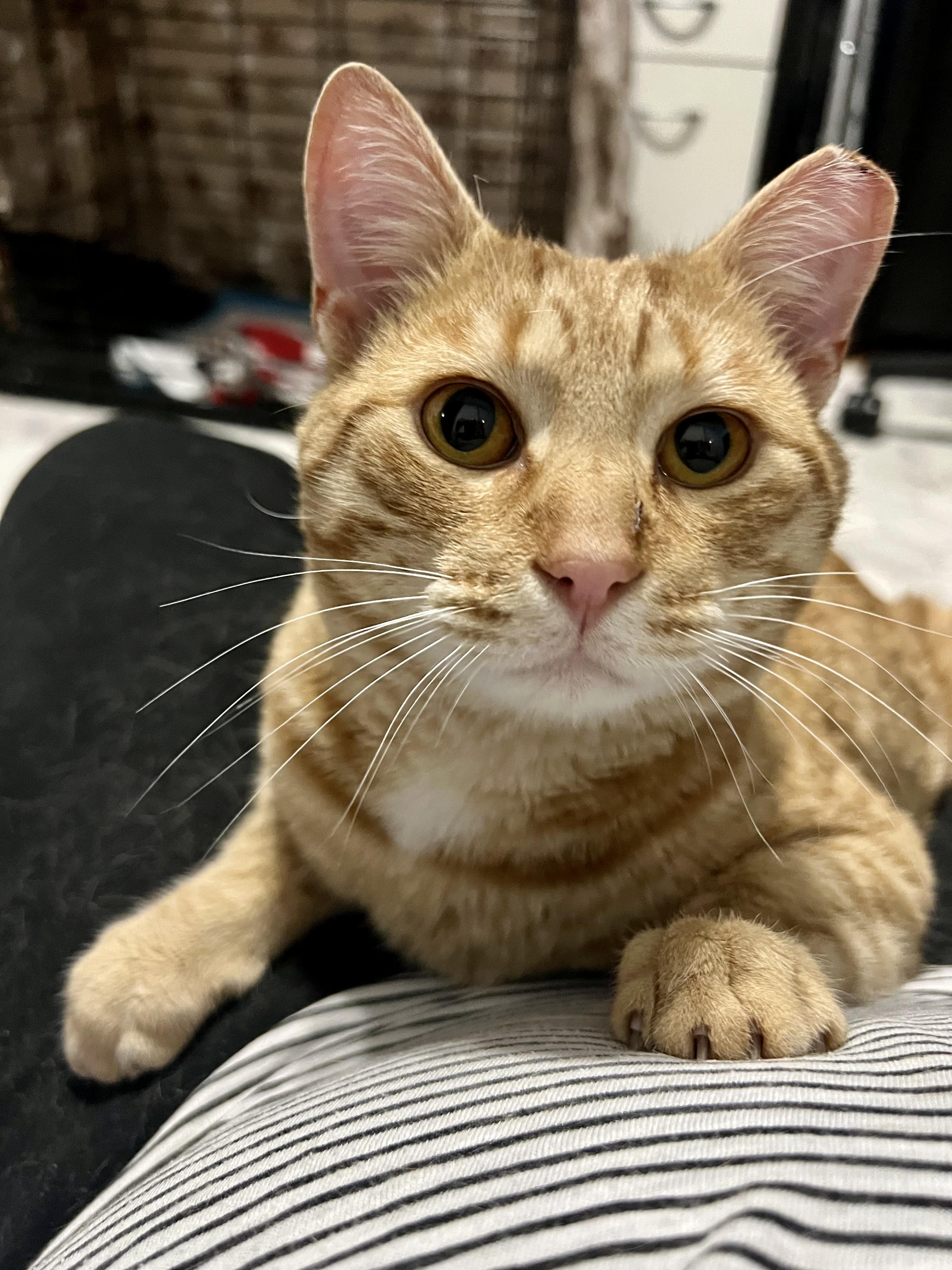 Dillon , a Adoptable Domestic Short Hair in Clifton, NJ image 4/6