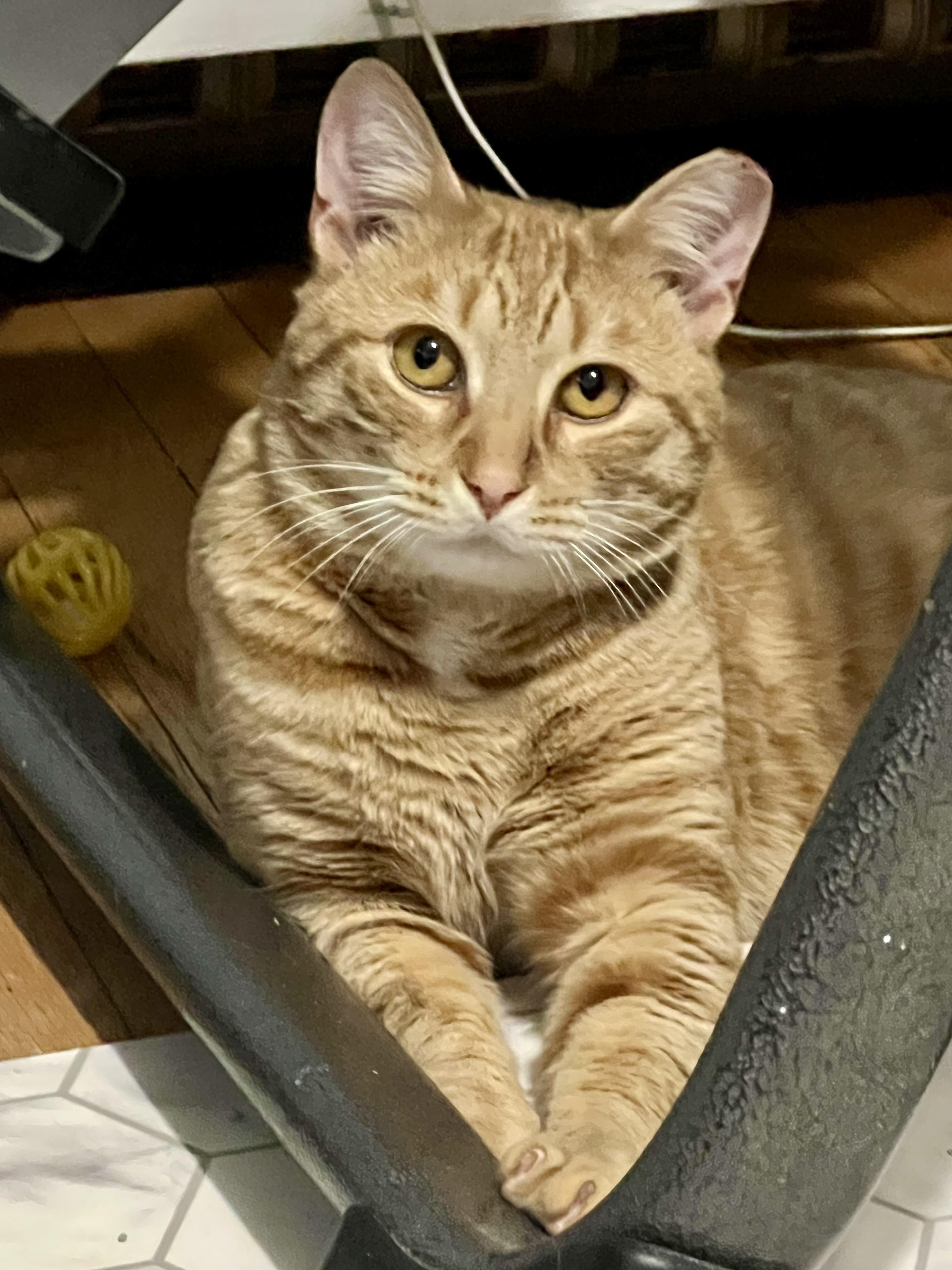 Dillon , a Adoptable Domestic Short Hair in Clifton, NJ image 2/6