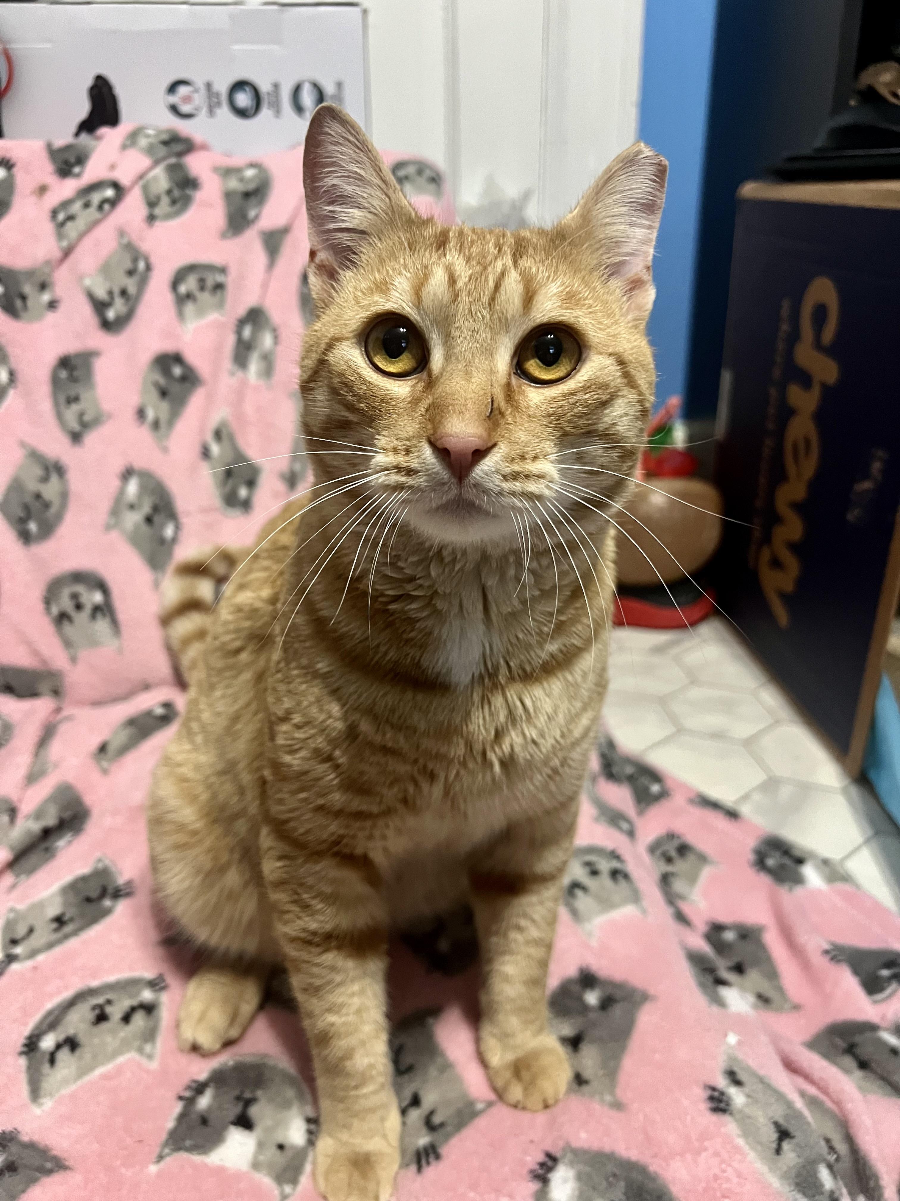 Dillon , a Adoptable Domestic Short Hair in Clifton, NJ image 5/6