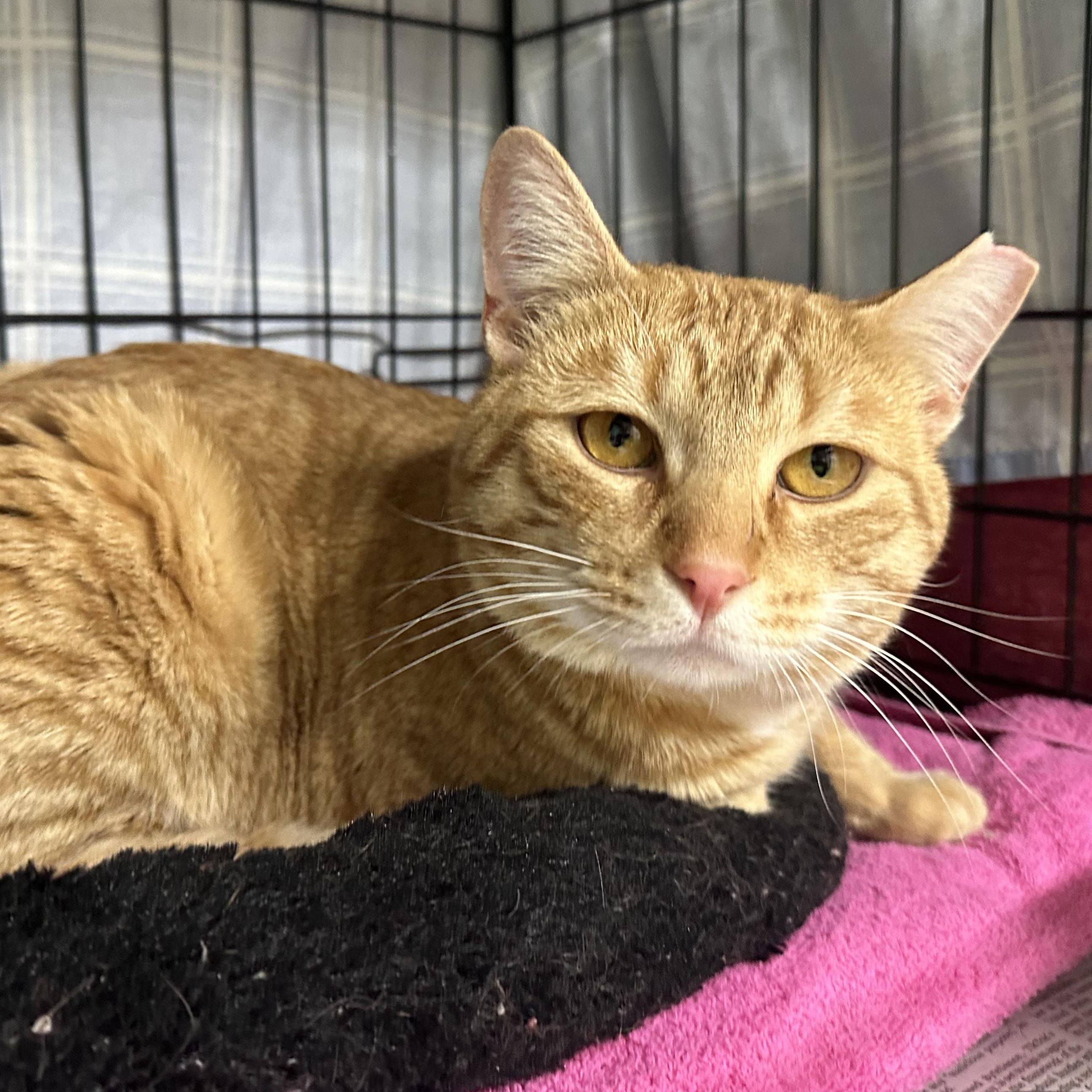 Dillon , a Adoptable Domestic Short Hair in Clifton, NJ image 1/6