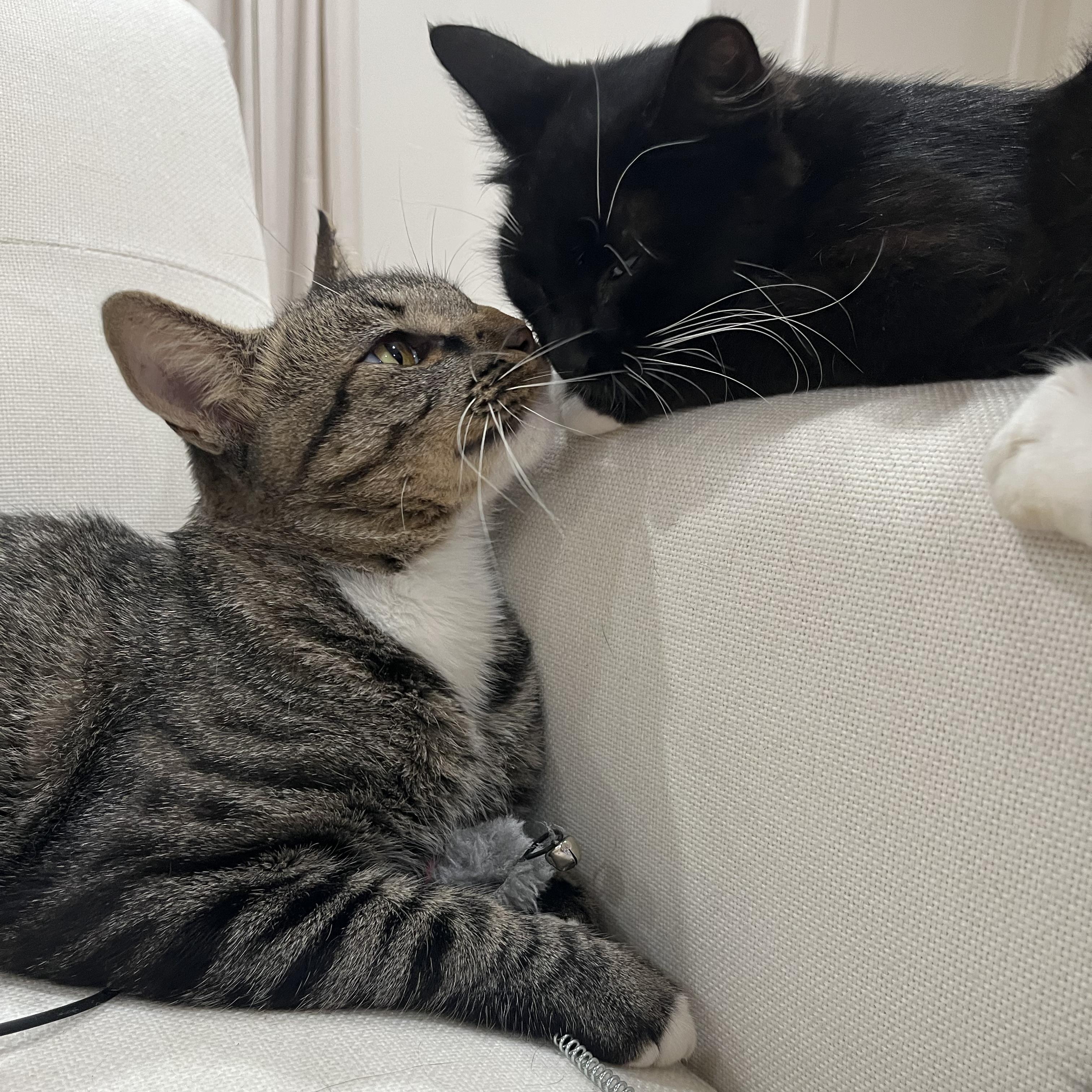 Enlarge Nathaniel (SO sweet-video included), a Adoptable mixed breed in Gaffney, SC image 5/5