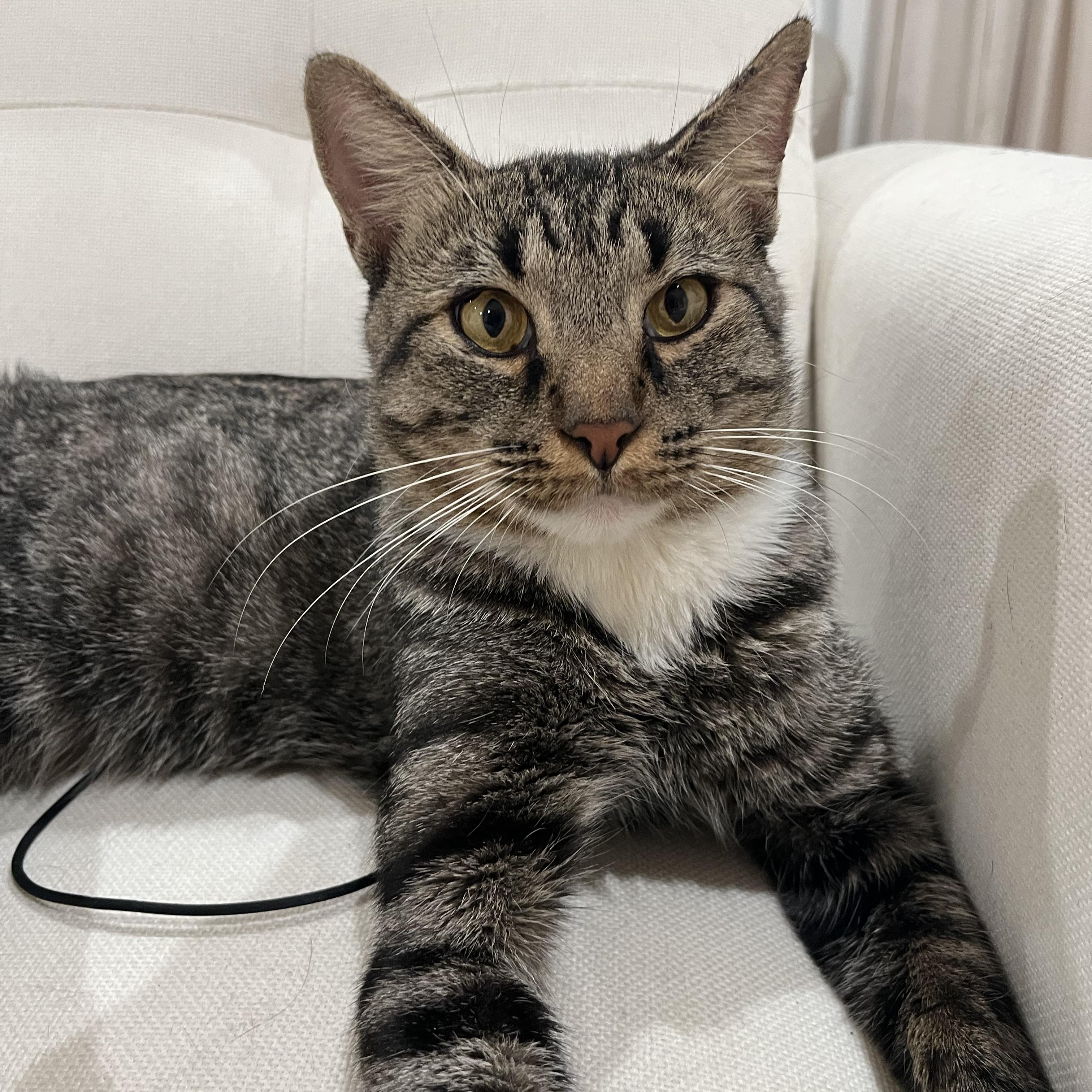 Nathaniel (SO sweet-video included), Adoptable, Adult Male Domestic Short Hair & Tabby.