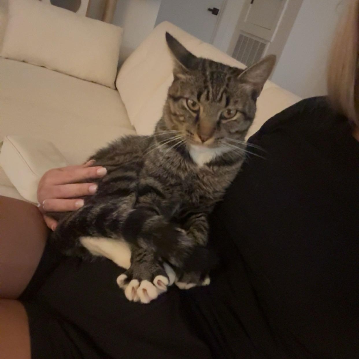 Enlarge Nathaniel (SO sweet-video included), a Adoptable mixed breed in Gaffney, SC image 3/5