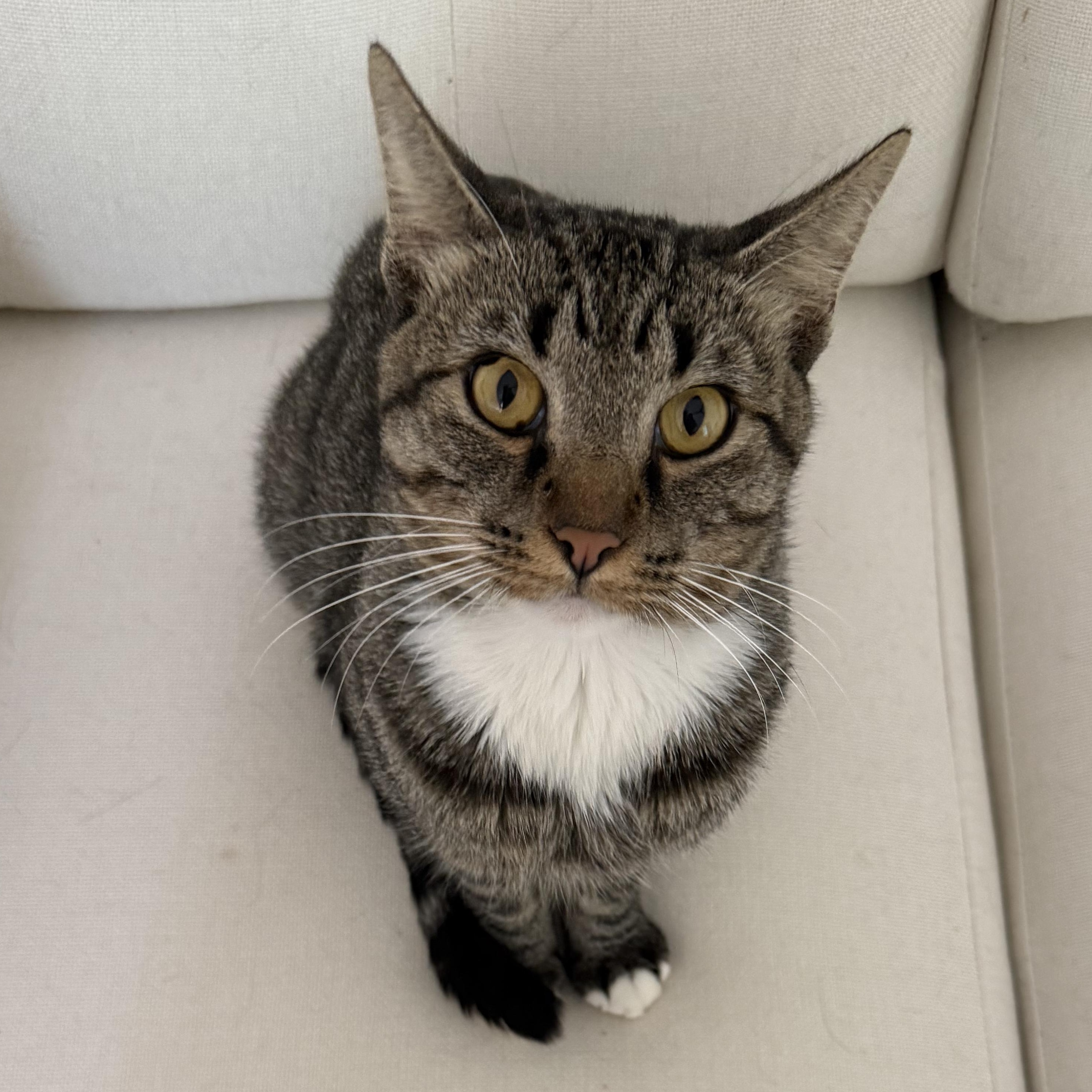 Enlarge Nathaniel (SO sweet-video included), a Adoptable mixed breed in Gaffney, SC image 4/5