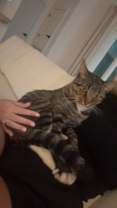 Enlarge Nathaniel (SO sweet-video included), a Adoptable mixed breed in Gaffney, SC video 2/5