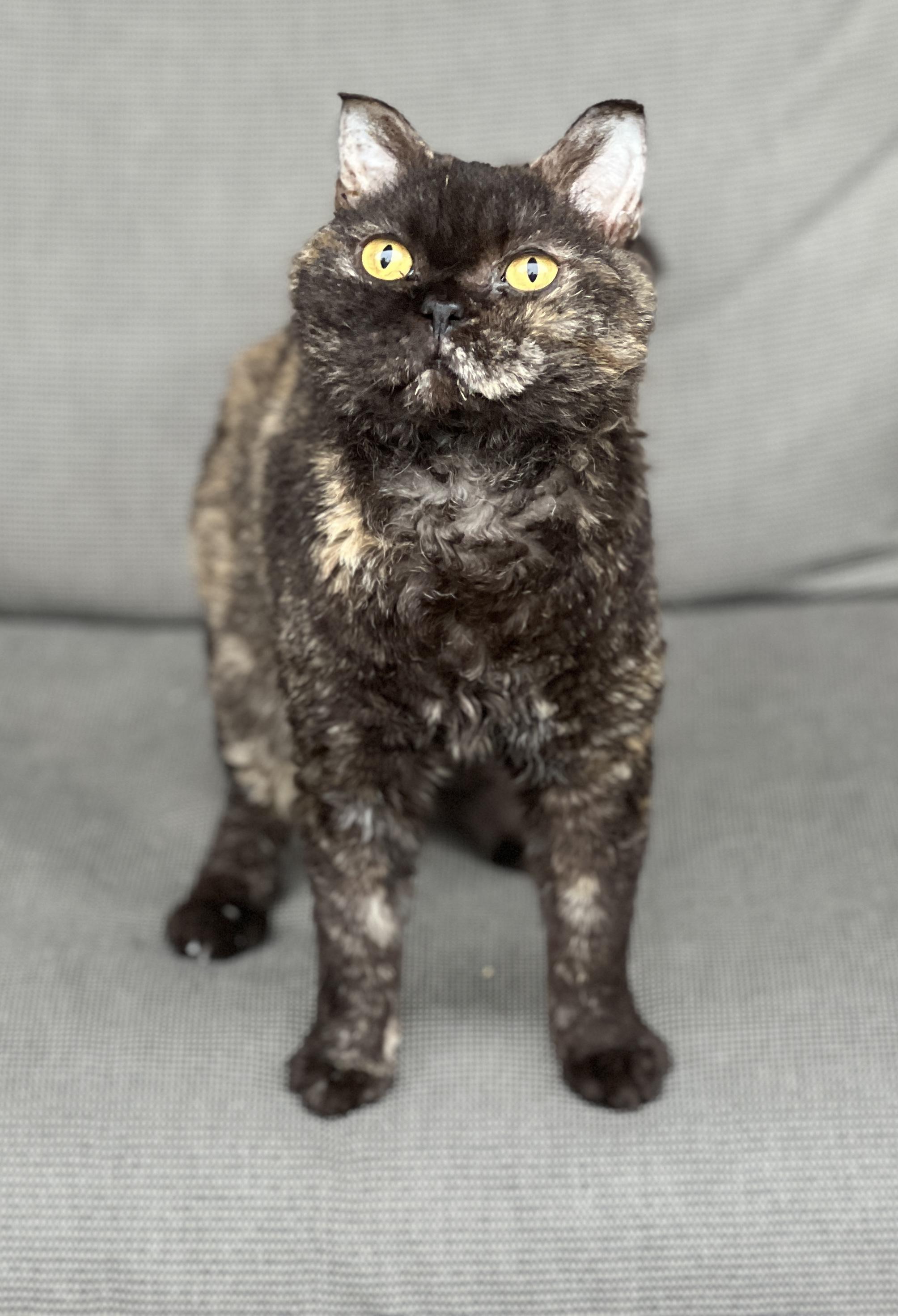 STERLING, Adoptable, Young Female Selkirk Rex.