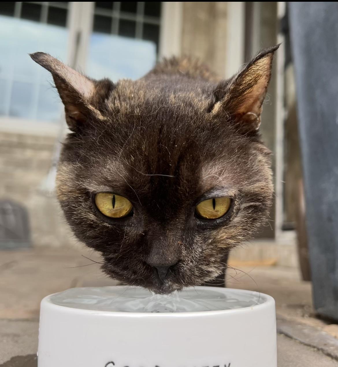 Enlarge STERLING, a Adoptable Selkirk Rex in valparaiso, IN image 4/4