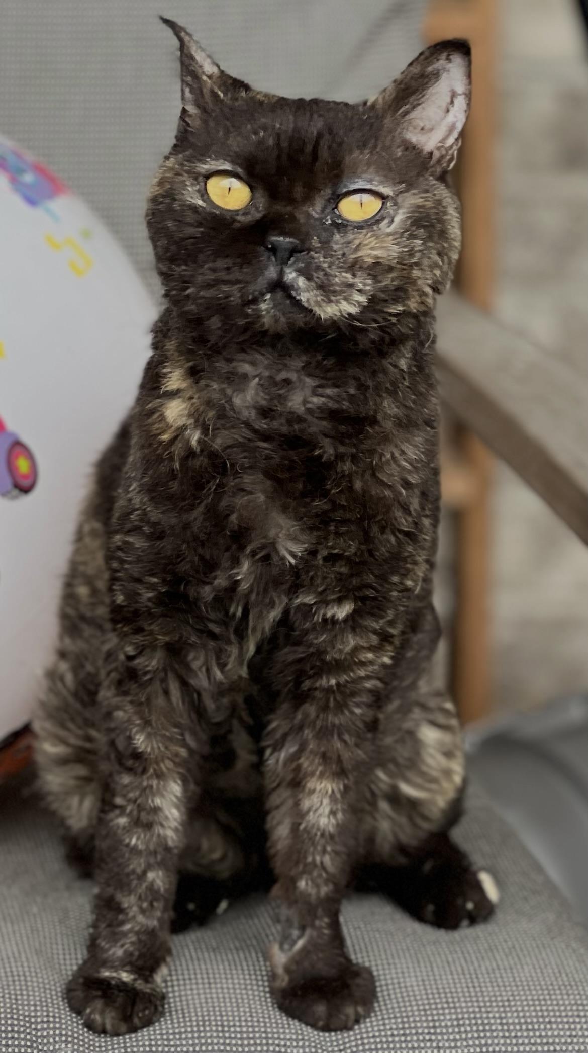 Enlarge STERLING, a Adoptable Selkirk Rex in valparaiso, IN image 3/4