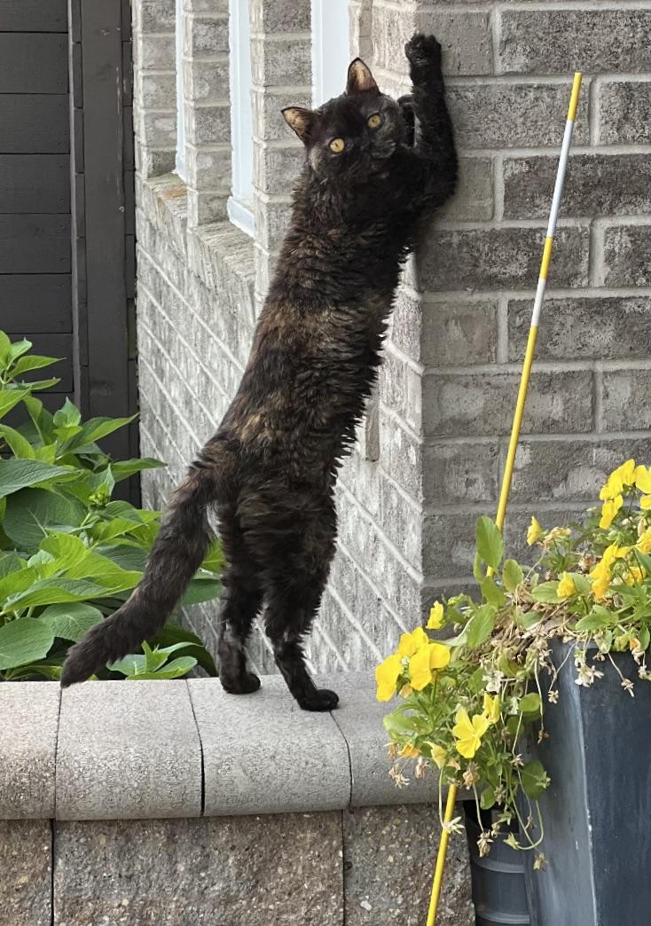 Enlarge STERLING, a Adoptable Selkirk Rex in valparaiso, IN image 2/4
