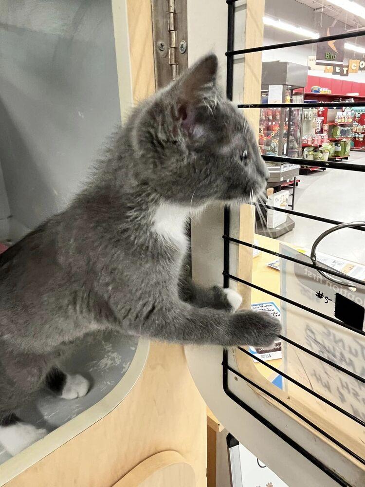 Enlarge June, a Adoptable Domestic Short Hair in Acworth, GA image 2/6