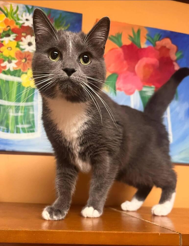 Enlarge June, a Adoptable Domestic Short Hair in Acworth, GA image 3/6