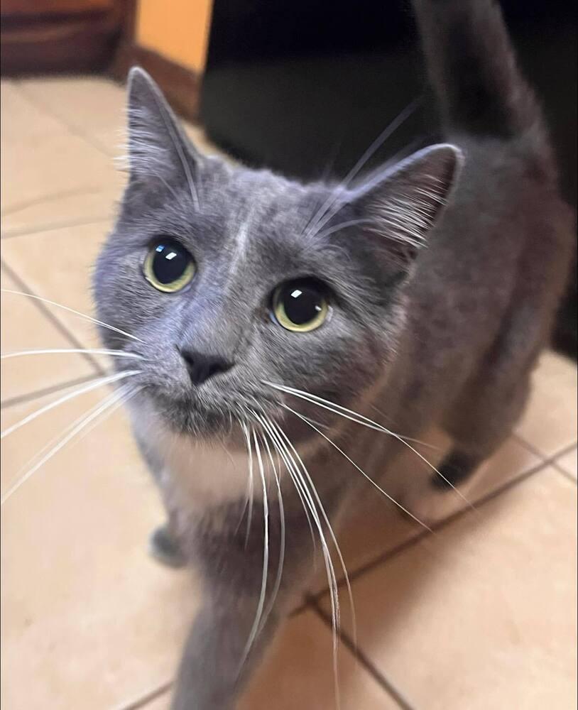 Enlarge June, a Adoptable Domestic Short Hair in Acworth, GA image 4/6