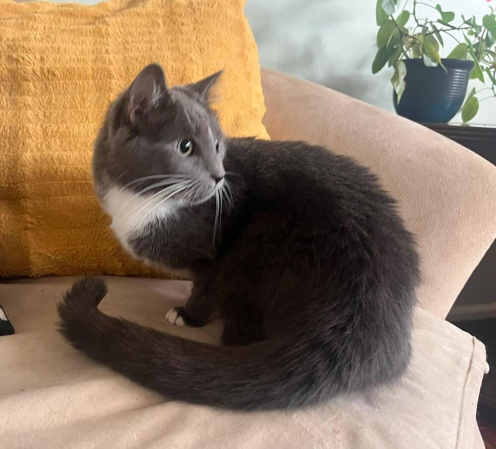 Enlarge June, a Adoptable Domestic Short Hair in Acworth, GA image 5/6