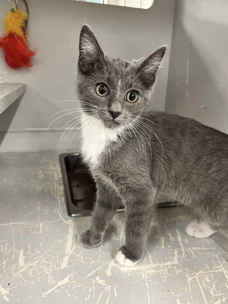 Enlarge June, a Adoptable Domestic Short Hair in Acworth, GA image 6/6