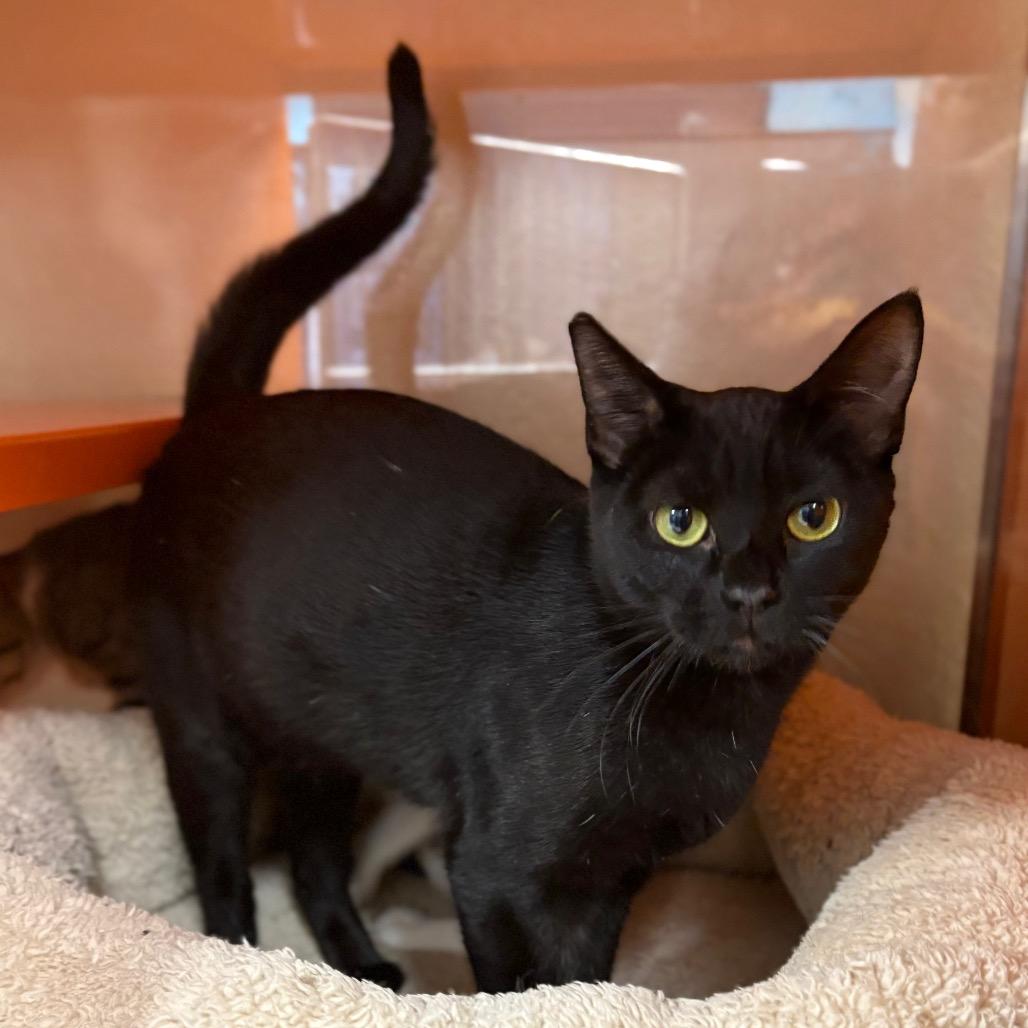 Baby, a Adoptable Domestic Short Hair in Enid, OK image 1/2