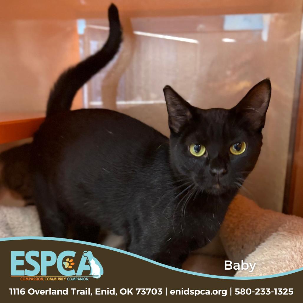 Baby, a Adoptable Domestic Short Hair in Enid, OK image 2/2