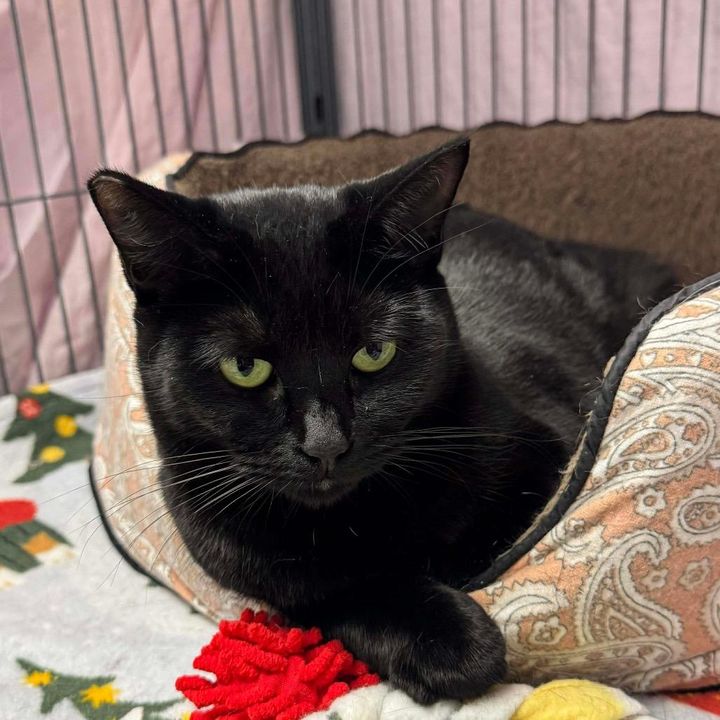 Baby, a Adoptable Domestic Short Hair in Enid, OK image 3/3