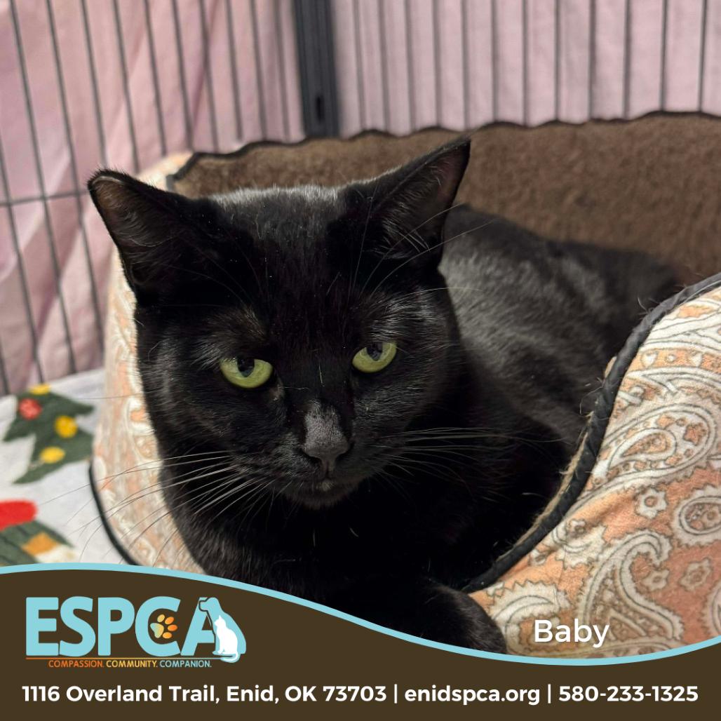 Enlarge Baby, a Adoptable Domestic Short Hair in Enid, OK image 4/4