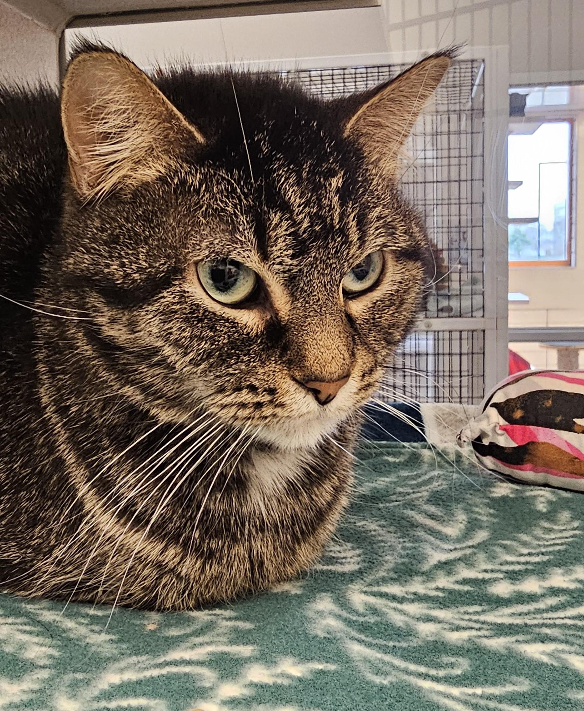 Enlarge Beatrice, a ADOPTABLE Domestic Short Hair in Cedar Rapids, IA image 6/6