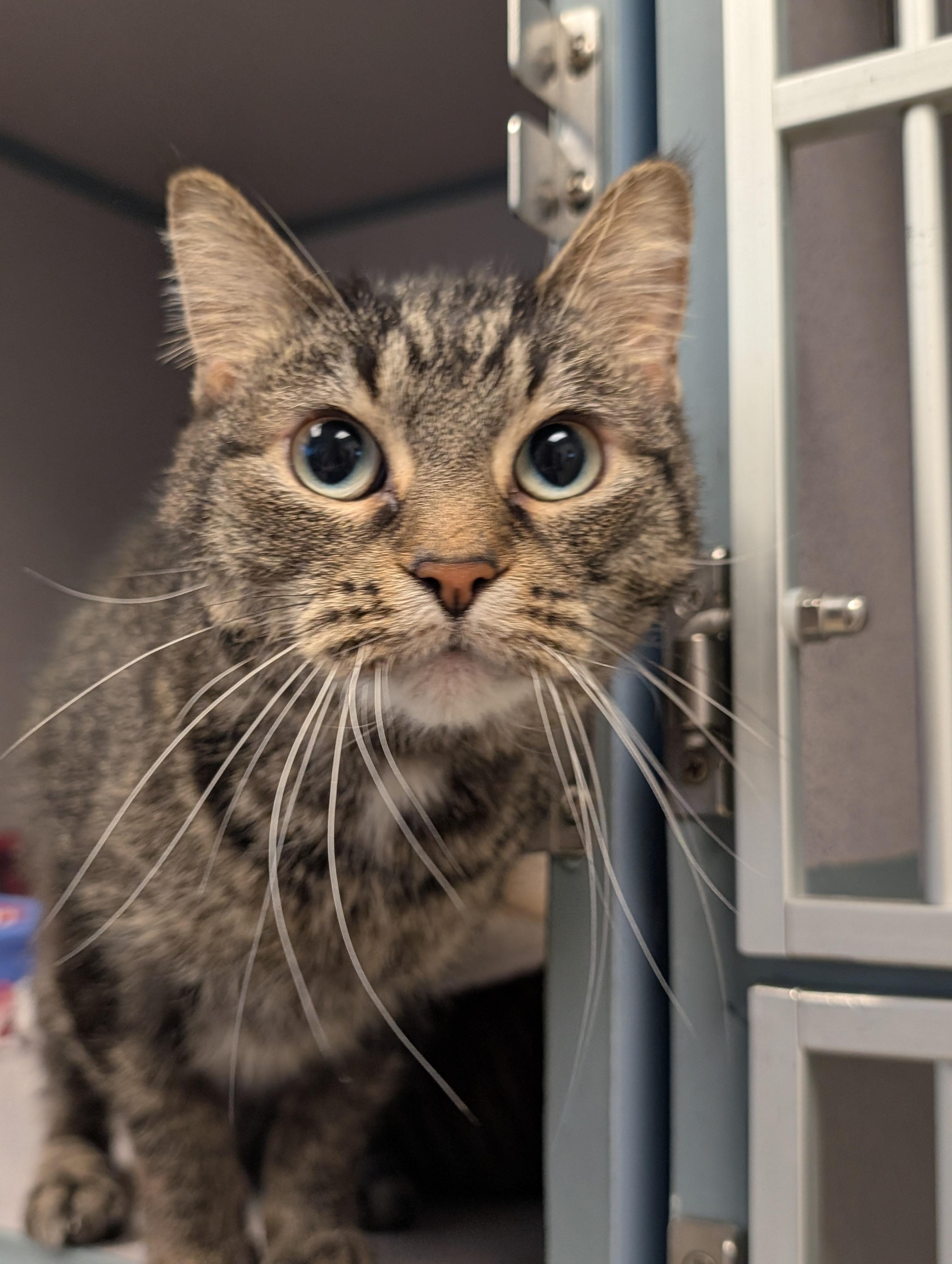 Enlarge Beatrice, a ADOPTABLE Domestic Short Hair in Cedar Rapids, IA image 1/6