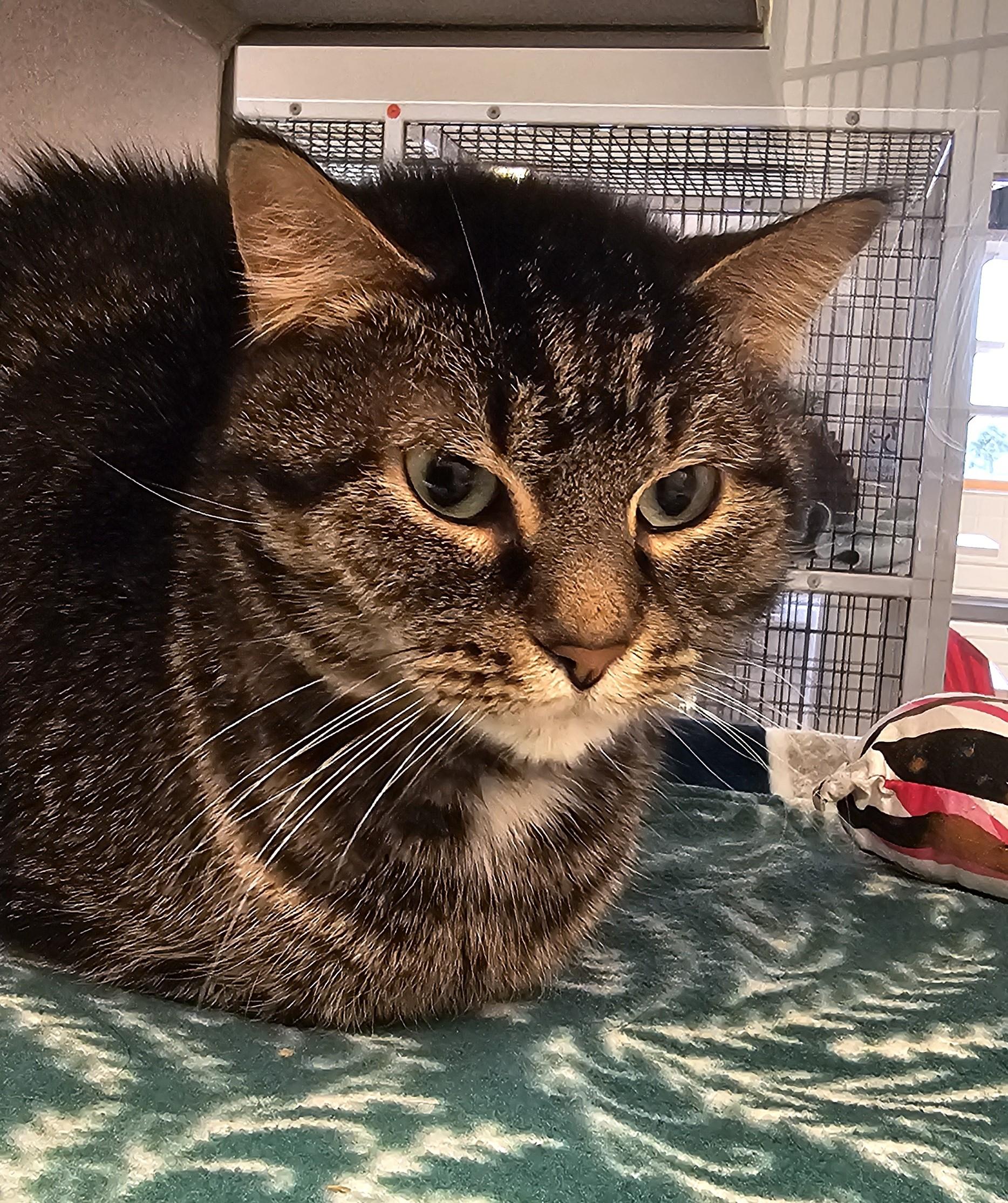 Enlarge Beatrice, a ADOPTABLE Domestic Short Hair in Cedar Rapids, IA image 5/6