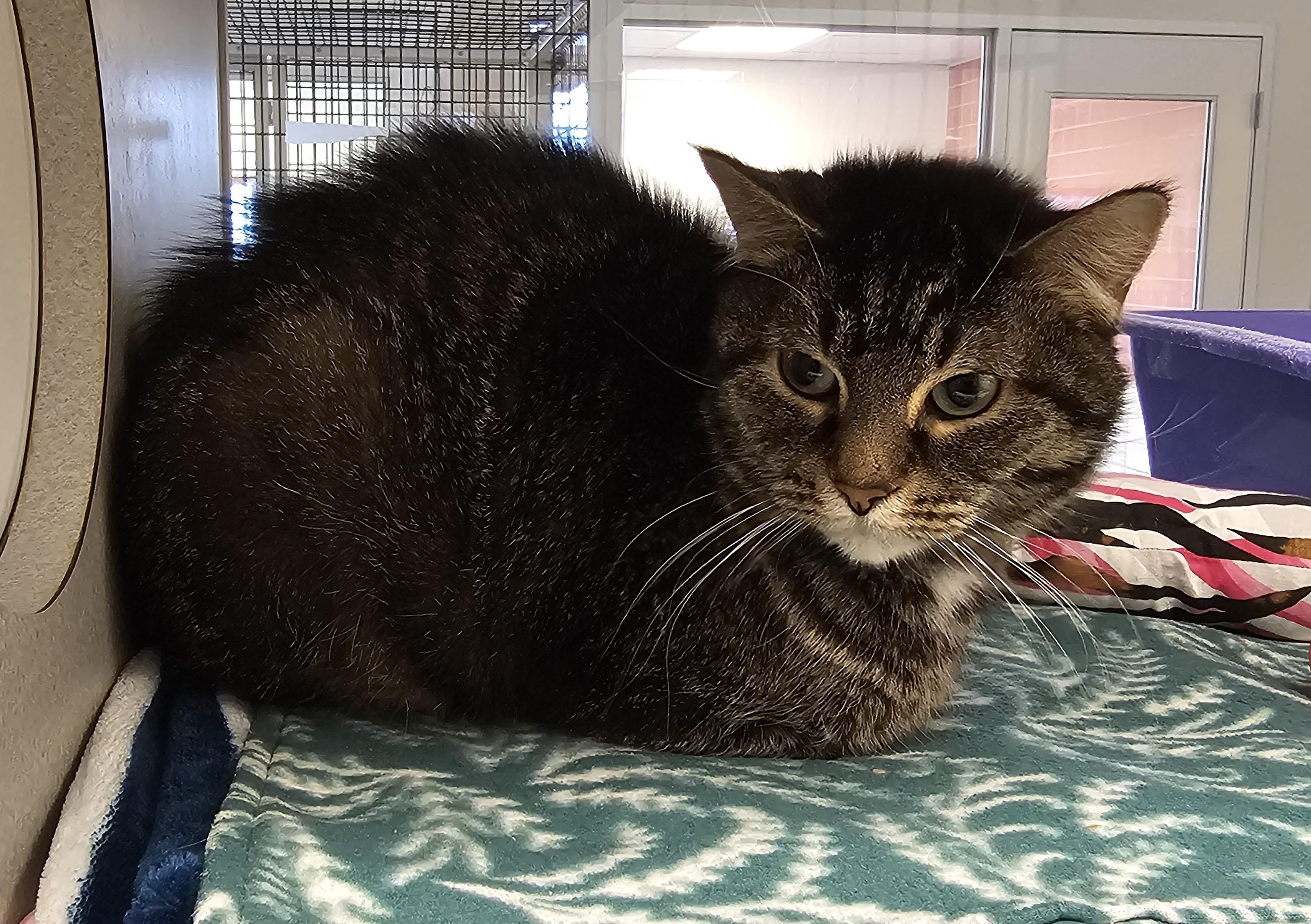 Enlarge Beatrice, a ADOPTABLE Domestic Short Hair in Cedar Rapids, IA image 3/6