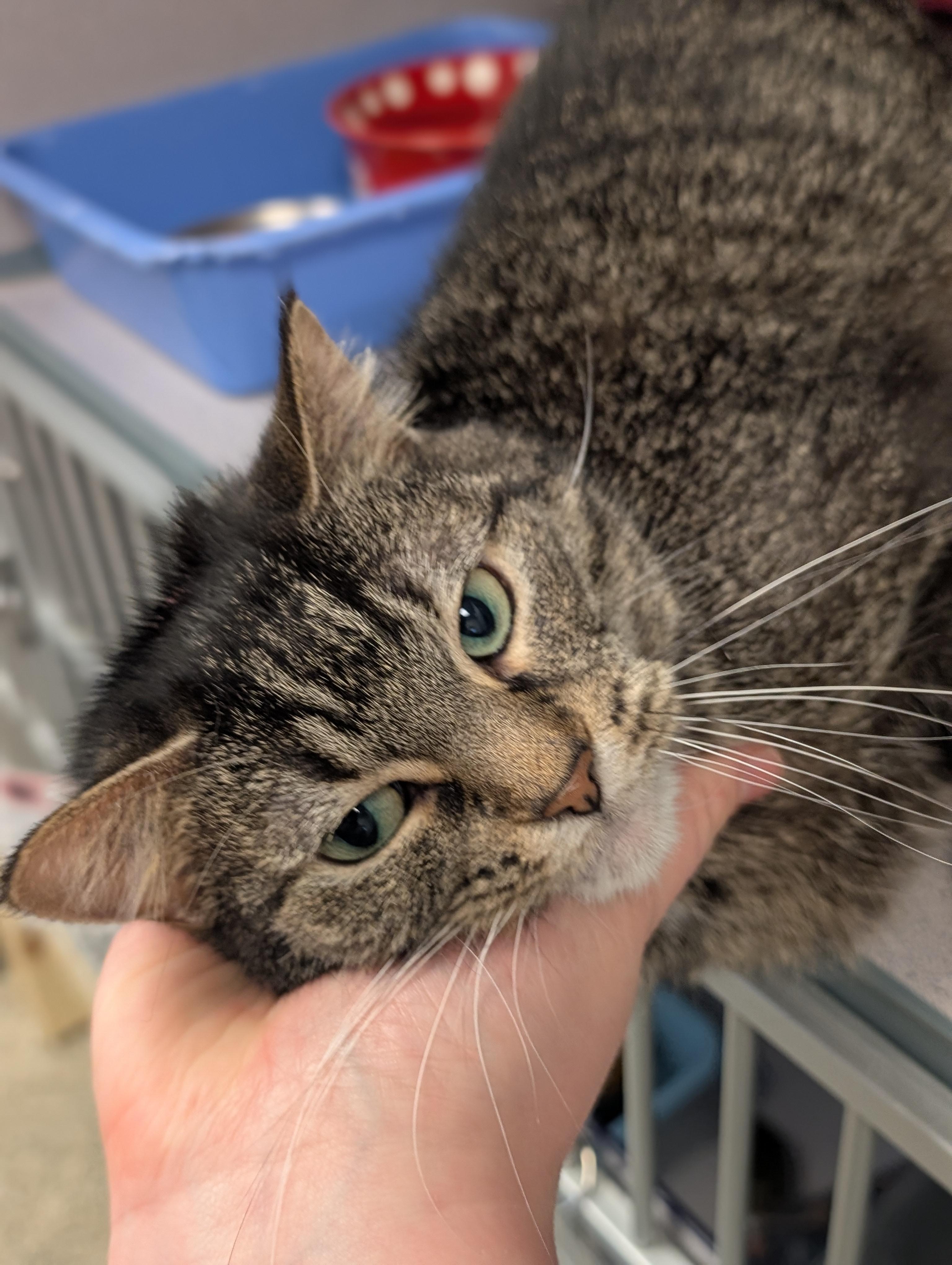 Enlarge Beatrice, a ADOPTABLE Domestic Short Hair in Cedar Rapids, IA image 2/6