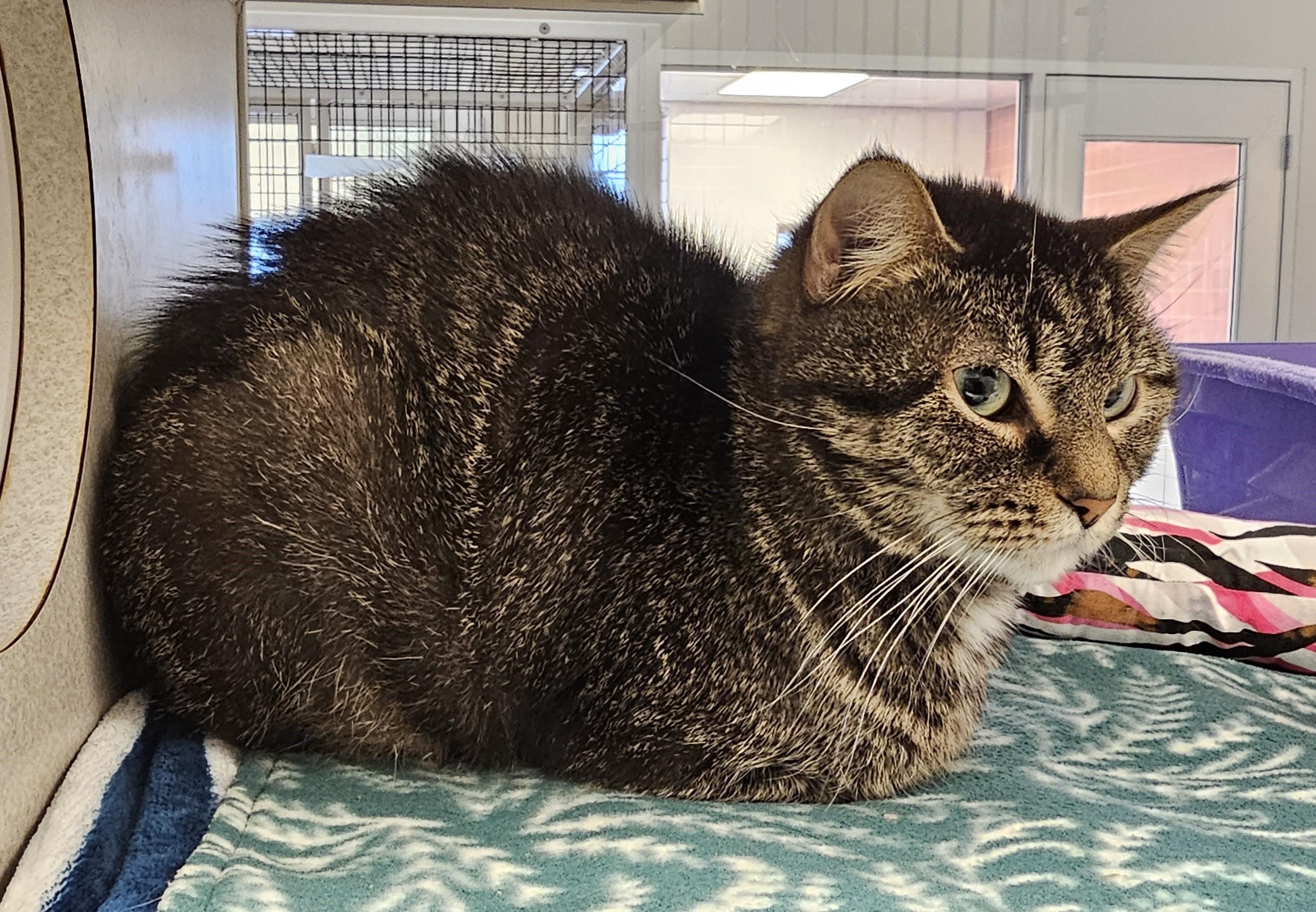 Enlarge Beatrice, a ADOPTABLE Domestic Short Hair in Cedar Rapids, IA image 4/6