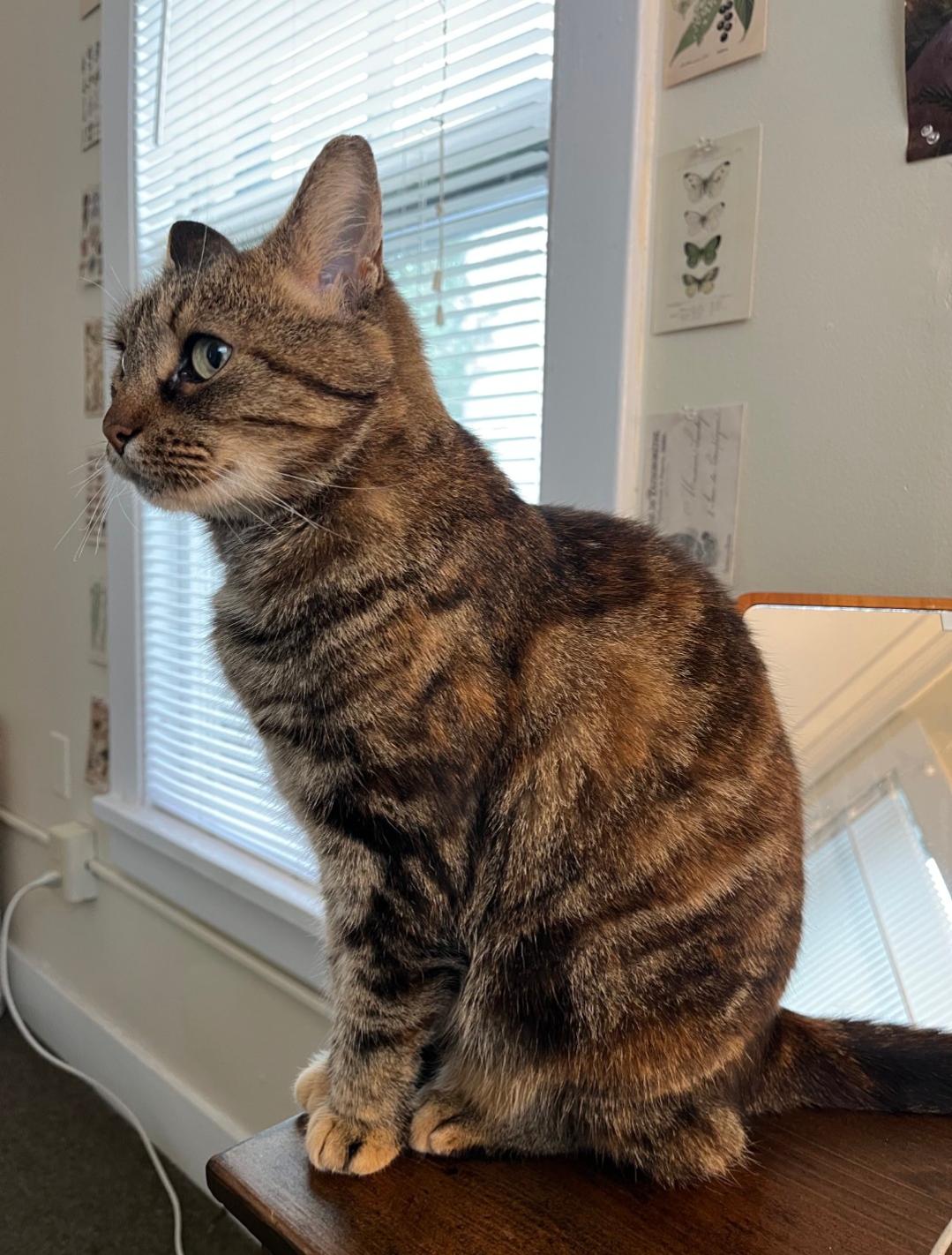 Amaretto, a Adopted Domestic Short Hair in Burlington, VT image 1/6