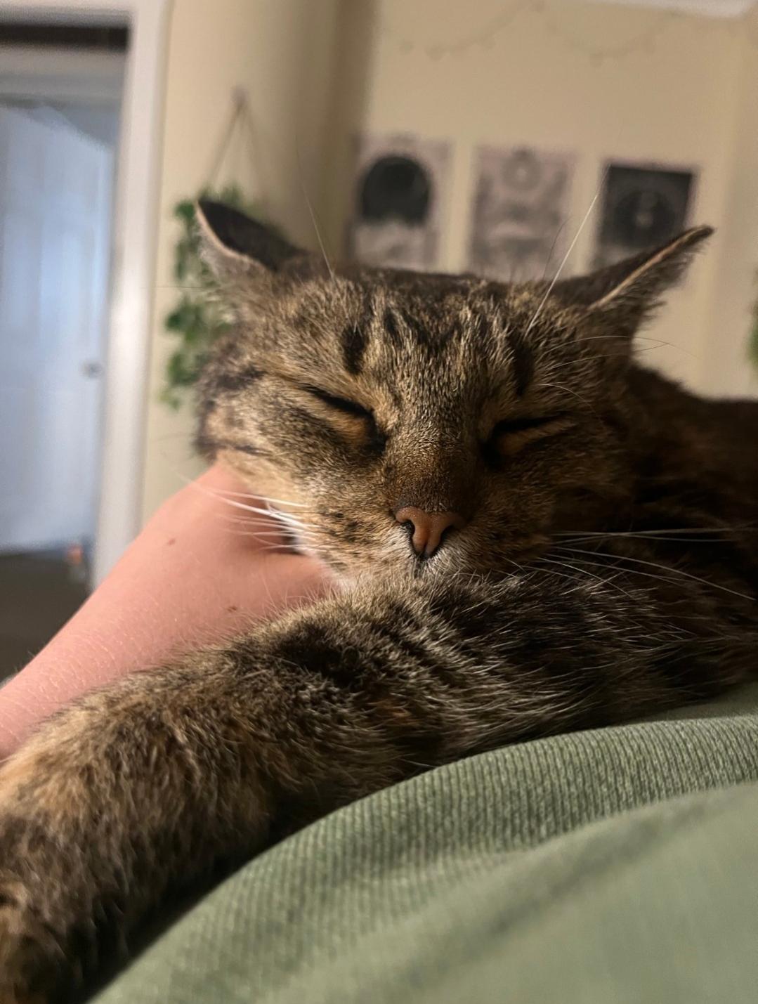 Amaretto, a Adopted Domestic Short Hair in Burlington, VT image 5/6