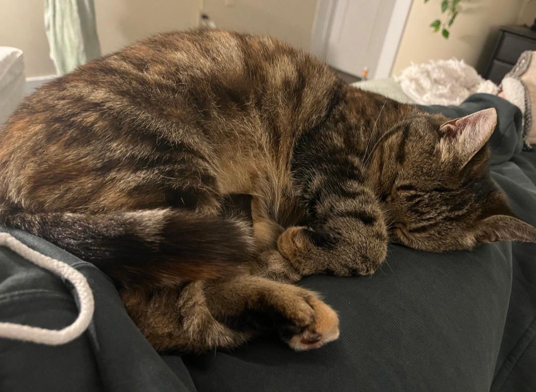 Amaretto, a Adopted Domestic Short Hair in Burlington, VT image 6/6