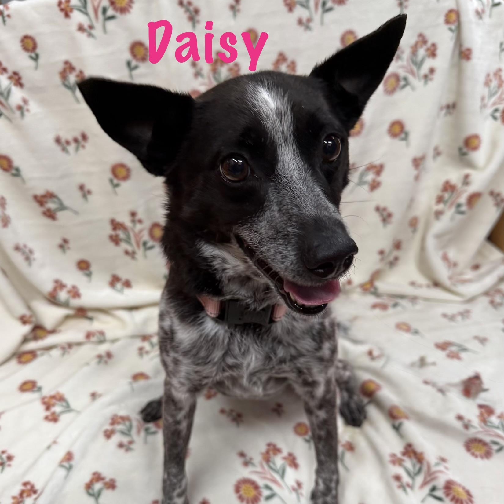 Enlarge Daisy, an adopted mixed breed in Albany, NY image 1/3