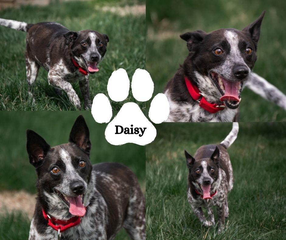 Enlarge Daisy, an adopted mixed breed in Albany, NY image 3/3