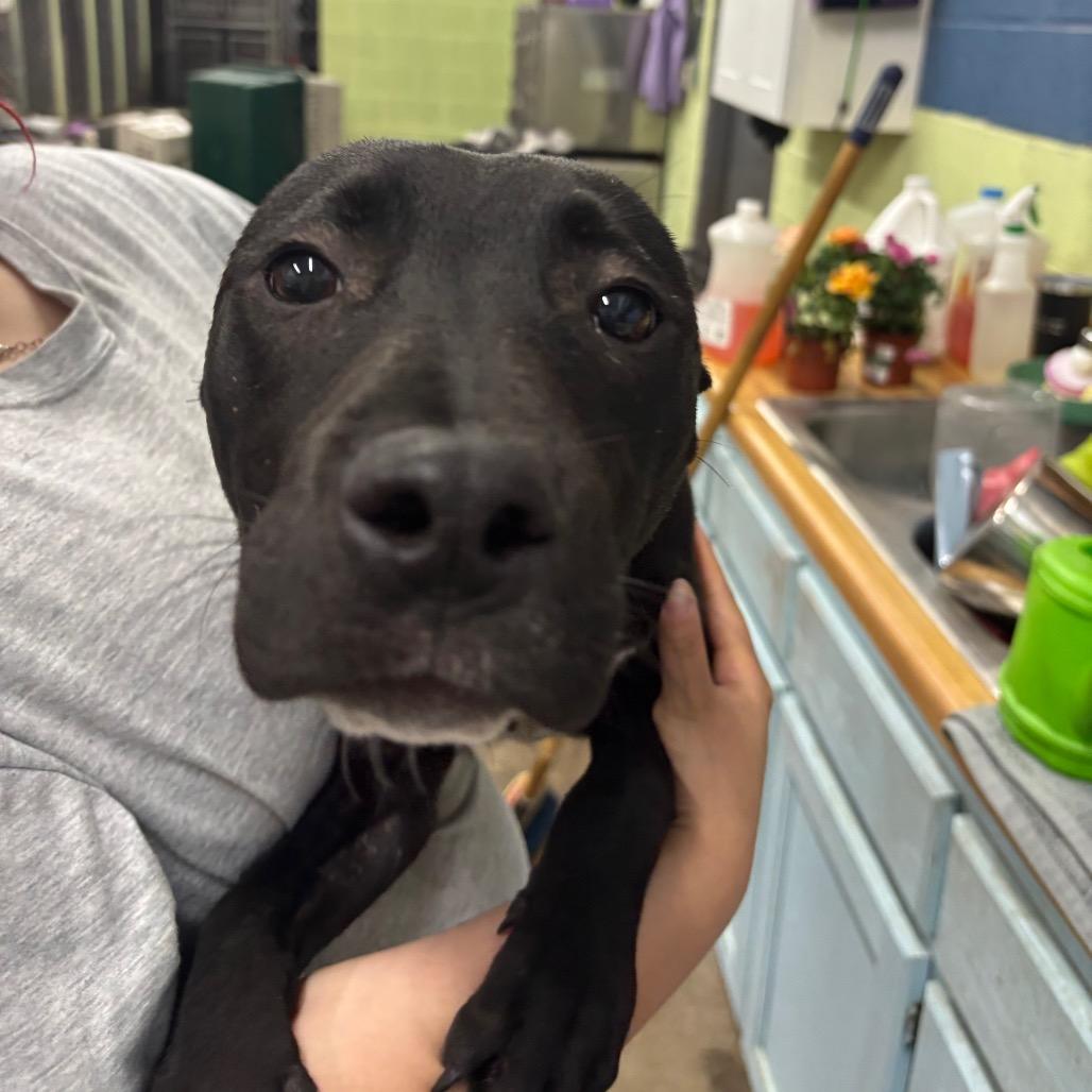 Ziggy, Adoptable, Young Male Mixed Breed.