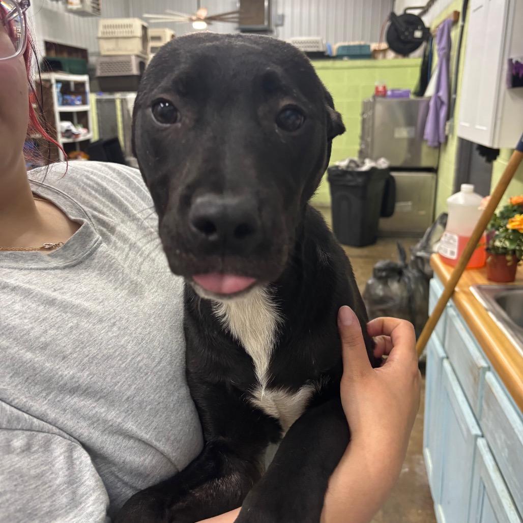 Ziggy, a Adoptable Mixed Breed in Corbin, KY image 2/6