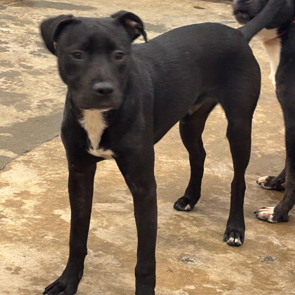 Ziggy, a Adoptable Mixed Breed in Corbin, KY image 3/6