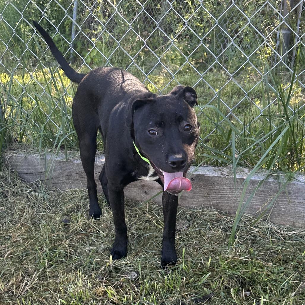 Ziggy, a Adoptable Mixed Breed in Corbin, KY image 4/6