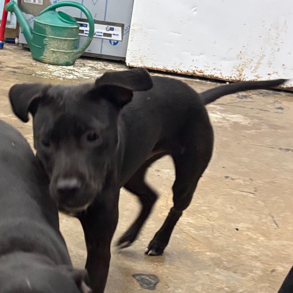 Ziggy, a Adoptable Mixed Breed in Corbin, KY image 5/6