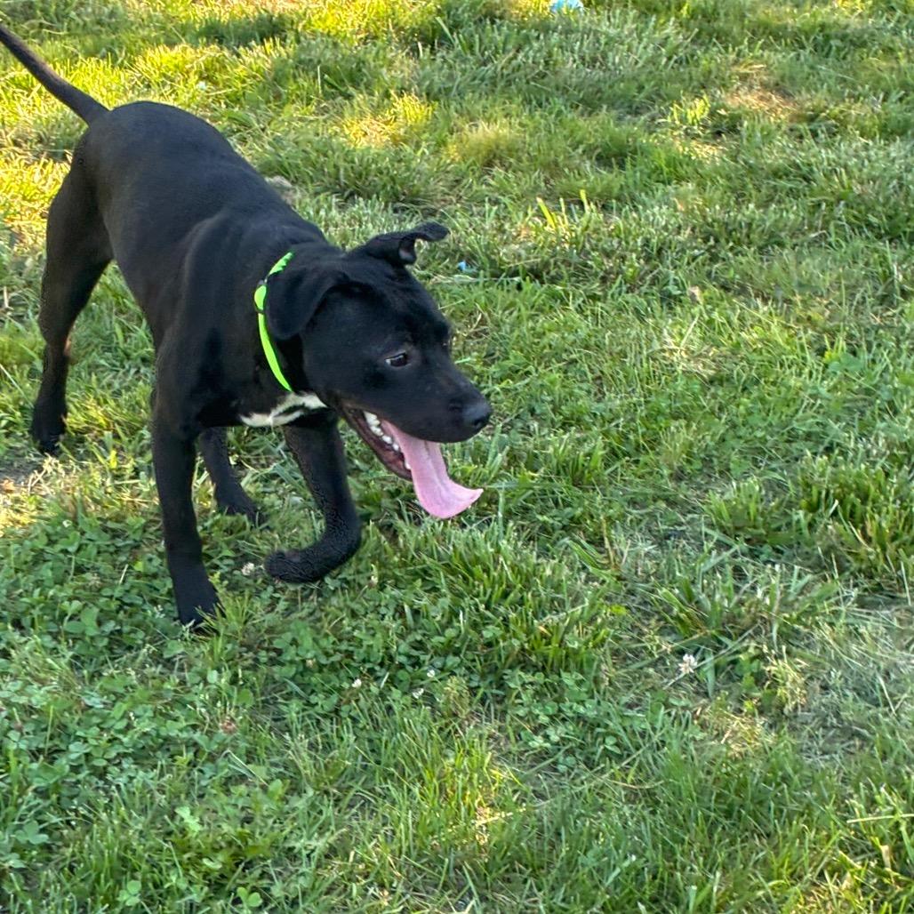Ziggy, a Adoptable Mixed Breed in Corbin, KY image 6/6